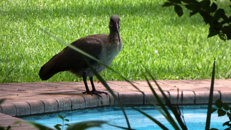 aaaaa.jpg - Ibis