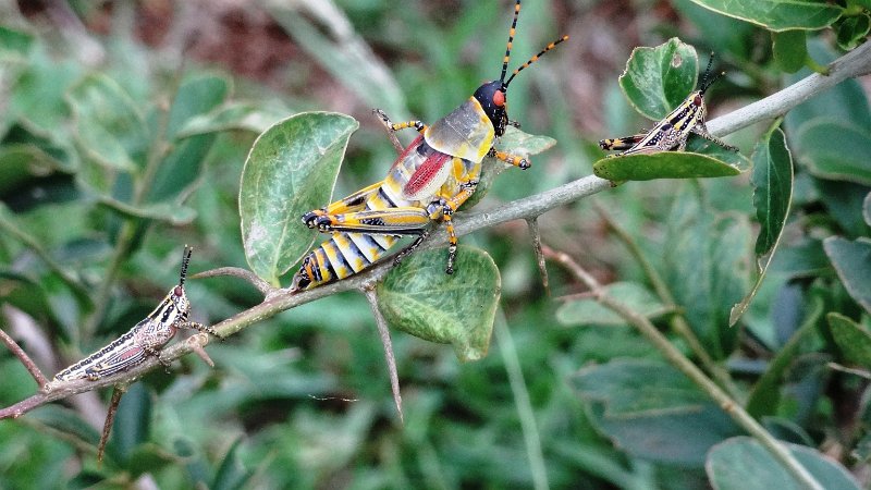 acw.jpg - Milkweed-Heuschrecke
