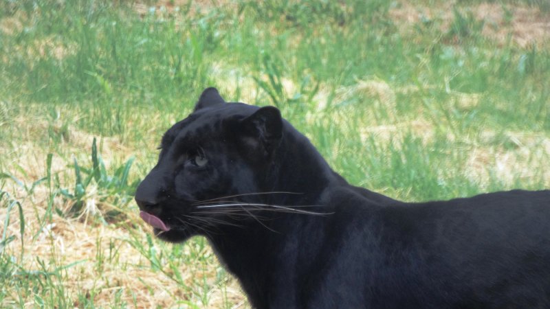 ads.jpg - Schwarzer Leopard