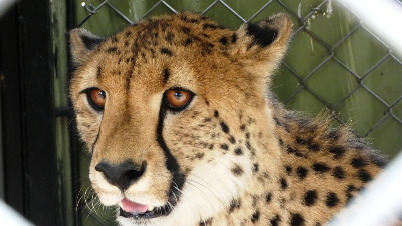 adv.jpg - Gepard / Cheetah