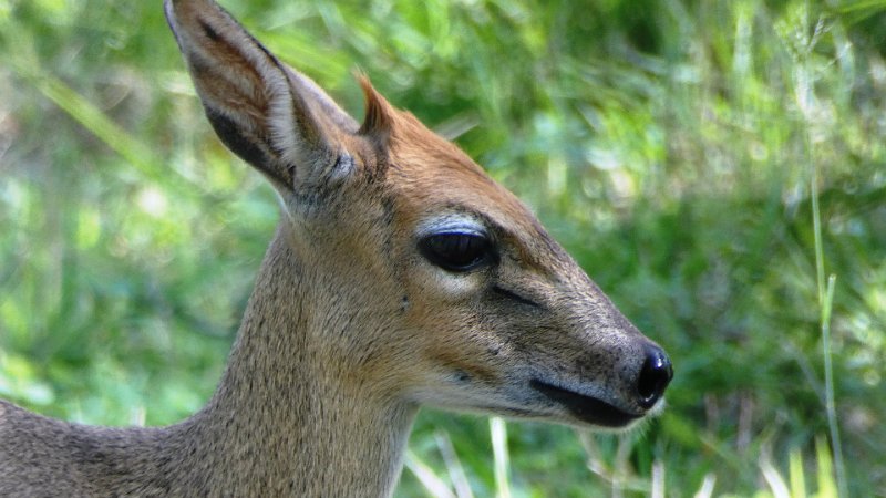 aen.jpg - Kronenducker