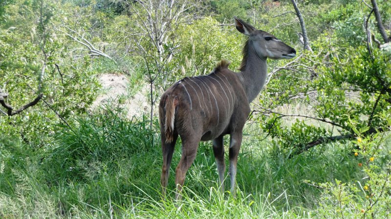 aep.jpg - Kudu-Weibchen