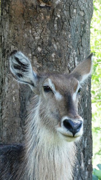aeu.jpg - Wasserbock