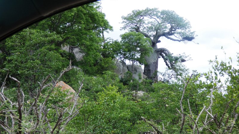 afu.jpg - Baobap Baum