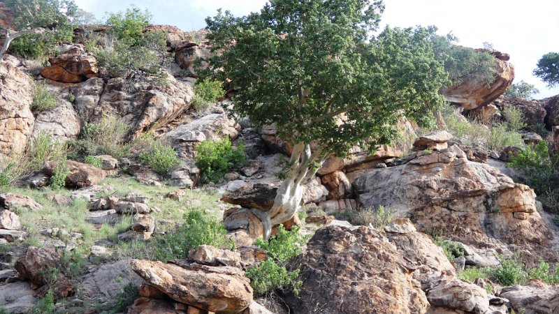 ahz.jpg - Der Baum w�chst aus den Felsen.