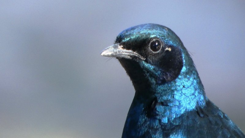 ajj.jpg - Blauglanzstar