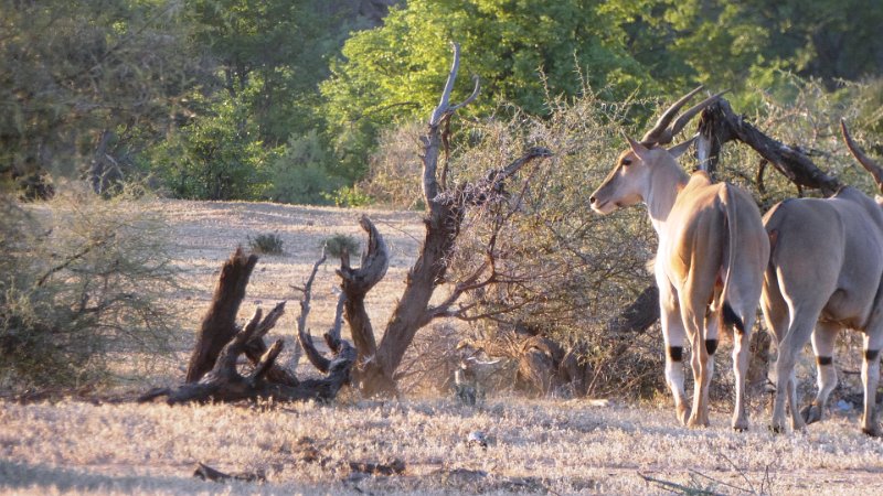 ajp.jpg - Eland-Antilopen
