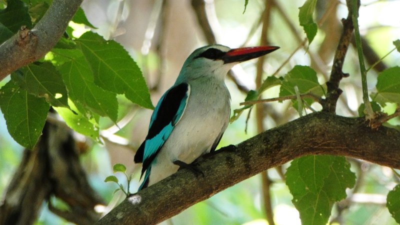 akm.jpg - Woodland Kingfisher