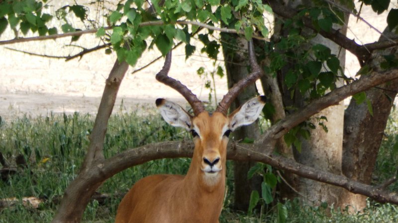 akp.jpg - Impala
