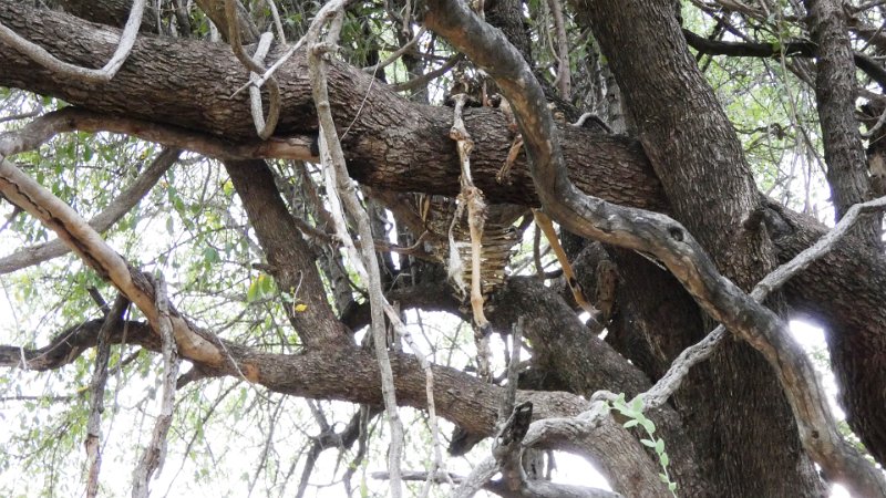 akt.jpg - Ehemaliges Mahl eines Leoparden