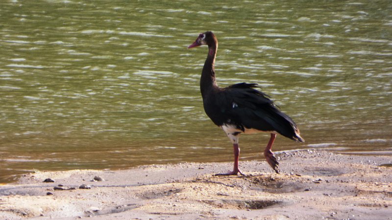 amb.jpg - Nilgans