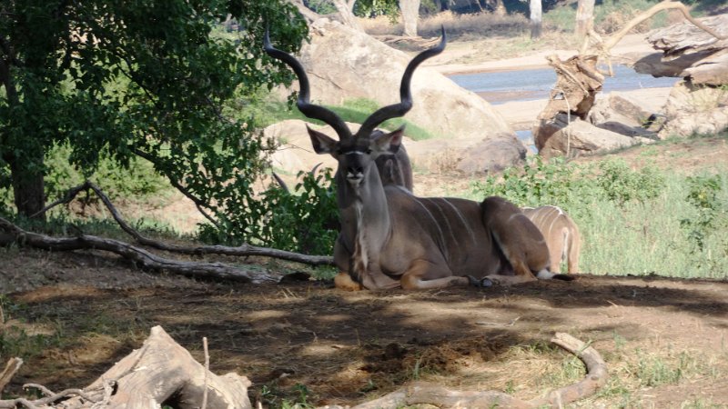 amc.jpg - Kudu