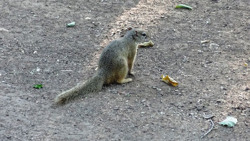 aml.jpg - Squirrel