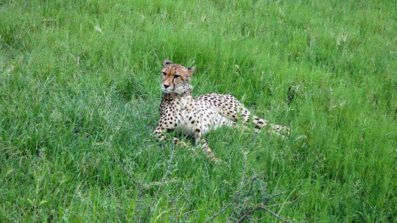 aoc.jpg - Gepard