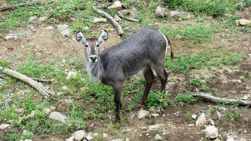 aqs.jpg - Wasserbock