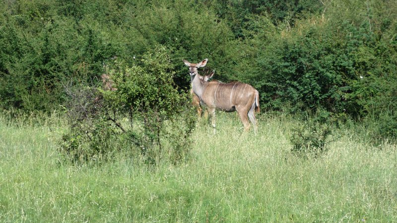 aqy.jpg - Kudu