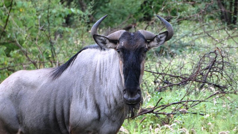 aru.jpg - Gnu