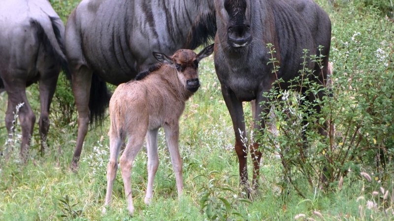 arv.jpg - Gnu Baby
