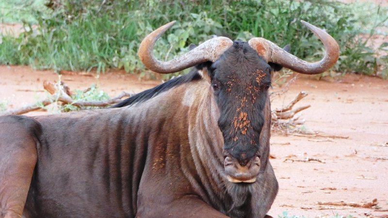 ask.jpg - Gnu