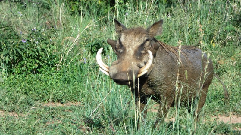 awu.jpg - Warzenschwein