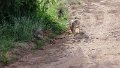 awx