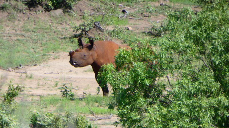 Spitzmaulnashorn.jpg