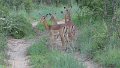 Impalas