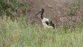 Sattelstorch