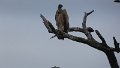 Schreiseeadler