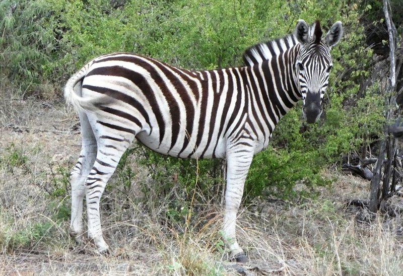 aaac.jpg - Zebra