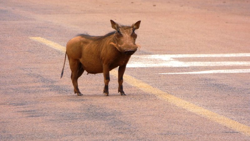 aaf.jpg - Warzenschwein