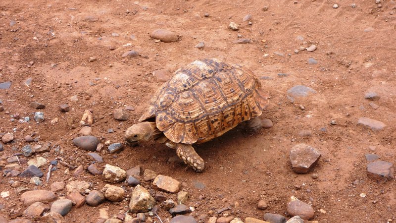 aah.jpg - Leopard-Tortoise