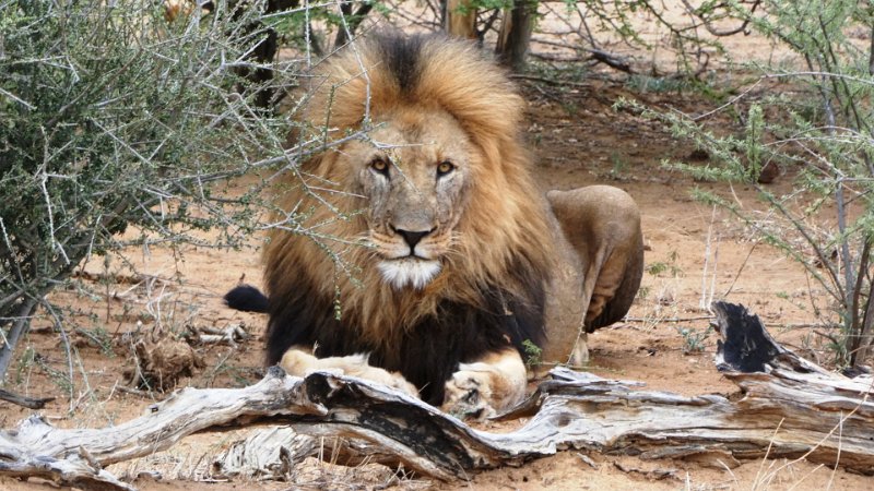 aaj.jpg - King of the jungle