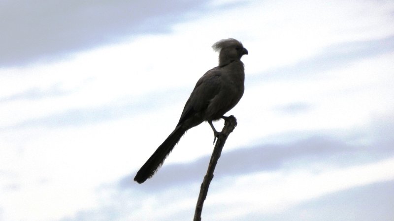 aam.jpg - Go-away- oder auch Graulärmvogel