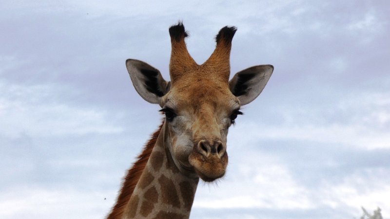 aan.jpg - Giraffe