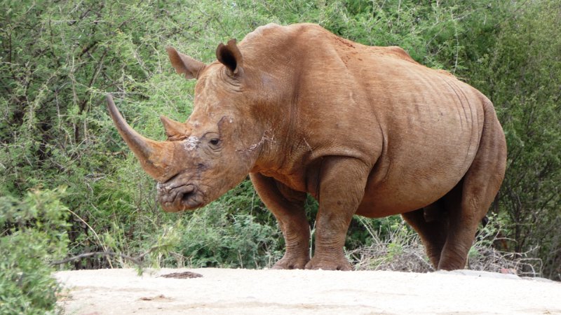 aao.jpg - White Rhino - Breitmaul-Nashorn