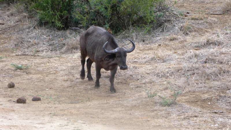 aaq.jpg - Büffel - einer der Big Five
