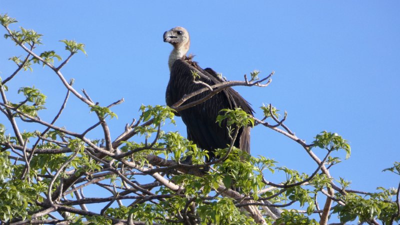 abd.jpg - Geier - Vulture