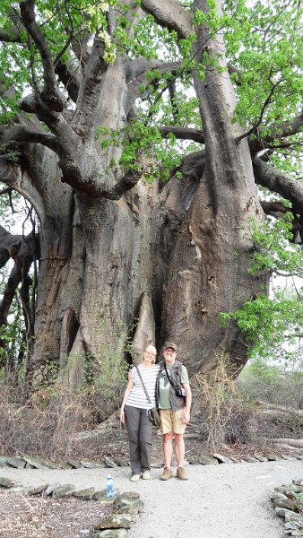 abl.jpg - Baobap Baum