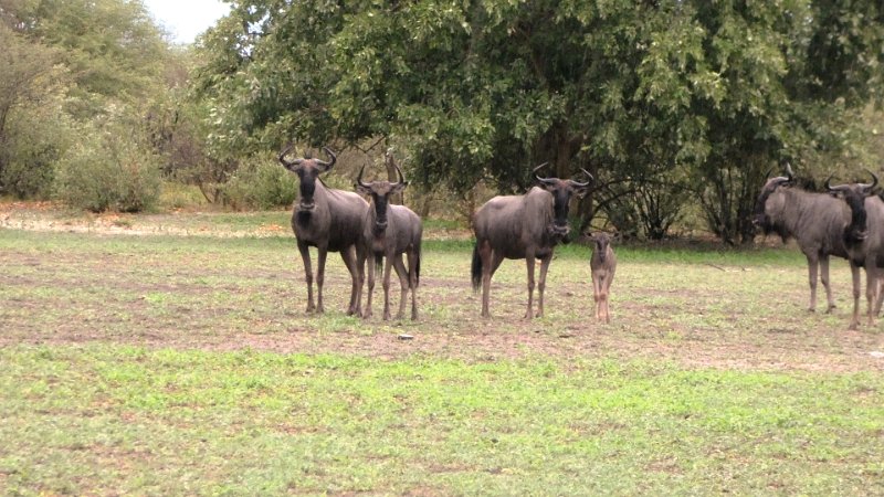 acc.jpg - Gnus