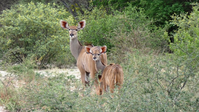 acg.jpg - Kudus