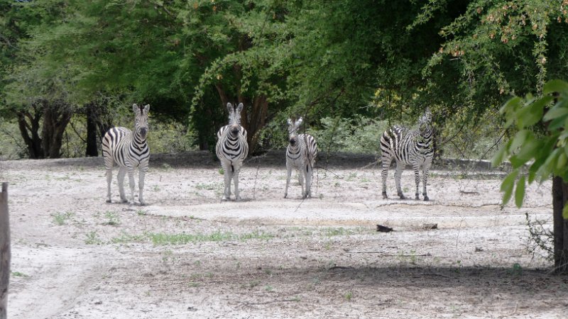 acj.jpg - Zebras