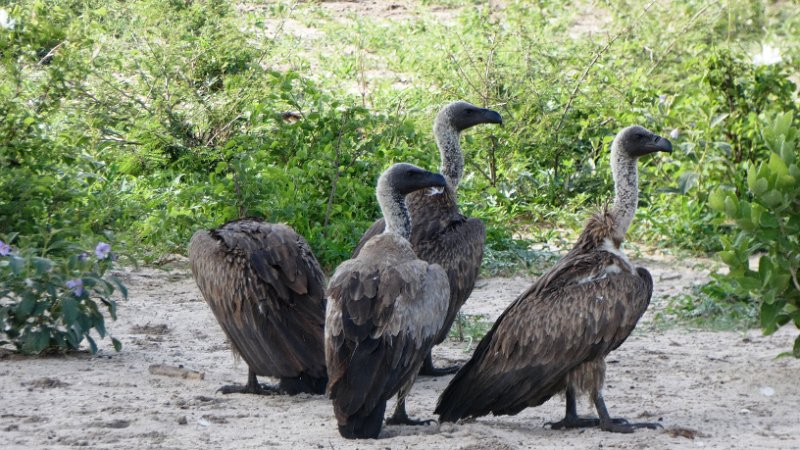 ack.jpg - Geier - Vultures