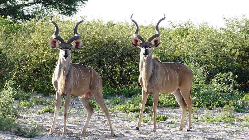 acn.jpg - Kudu Männchen