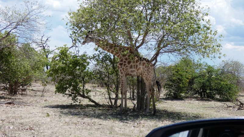 acr.jpg - Giraffe