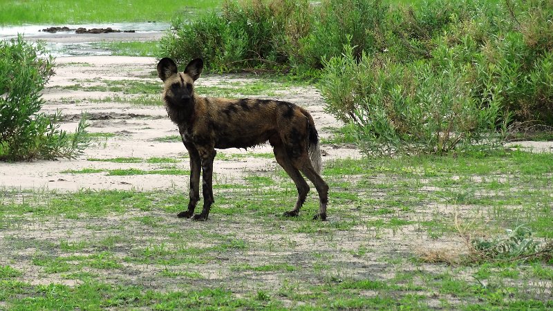 acw.jpg - Wilder Hund