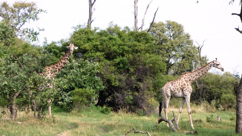 ada.jpg - Giraffen