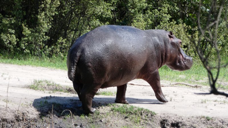 adg.jpg - Hippo