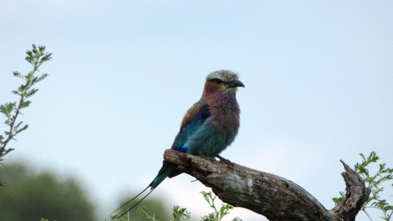adi.jpg - Lilac-Breasted Roller