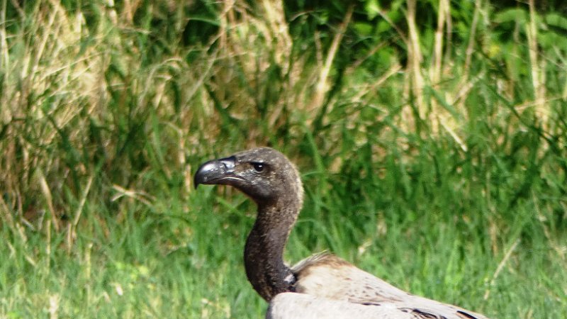 adw.jpg - Geier - Vulture